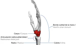 Anatomía de la mano, destacando la articulación radiocubital distal, el carpo, el radio y el cúbito.