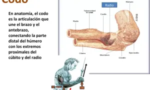 Ilustración de la anatomía del codo, mostrando húmero, cúbito y radio. El codo es una palanca de primer género.