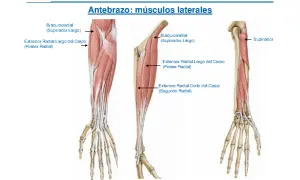 Anatomía del antebrazo: el músculo supinador largo y otros extensores radiales.