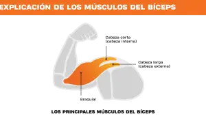 El bíceps tiene tres partes: cabeza corta, cabeza larga y braquial.