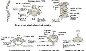 Ilustración de la columna vertebral y vértebras cervicales. Muestra la estructura de una vértebra típica, el atlas y el axis, detallando sus partes. ¿Cuántas vértebras tenemos?