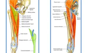 Anatomía de la ingle y el muslo, mostrando el triángulo femoral y el conducto aductor. La arteria poplítea se ubica detrás de la rodilla, en el hueco poplíteo.