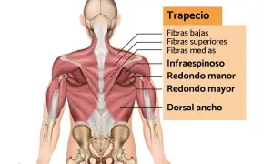 Anatomía del trapecio y músculos de la espalda. Ideal para entender el estiramiento trapecio y mejorar la postura.
