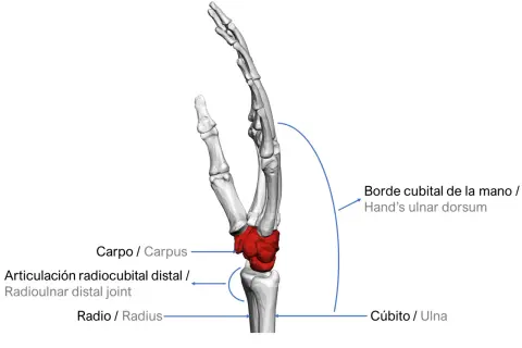 Anatomía de la mano, destacando la articulación radiocubital distal, el carpo, el radio y el cúbito.