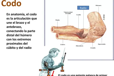 Ilustración de la anatomía del codo, mostrando húmero, cúbito y radio. El codo es una palanca de primer género.