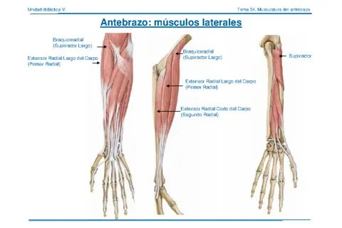 Anatomía del antebrazo: el músculo supinador largo y otros extensores radiales.
