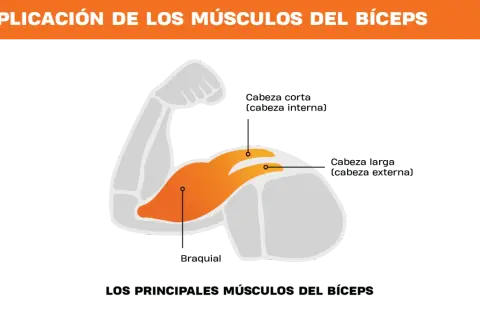El bíceps tiene tres partes: cabeza corta, cabeza larga y braquial.