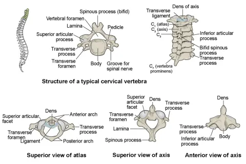 Ilustración de la columna vertebral y vértebras cervicales. Muestra la estructura de una vértebra típica, el atlas y el axis, detallando sus partes. ¿Cuántas vértebras tenemos?