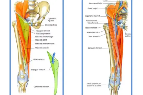 Anatomía de la ingle y el muslo, mostrando el triángulo femoral y el conducto aductor. La arteria poplítea se ubica detrás de la rodilla, en el hueco poplíteo.