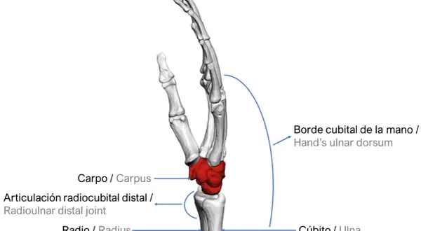 Anatomía de la mano, destacando la articulación radiocubital distal, el carpo, el radio y el cúbito.