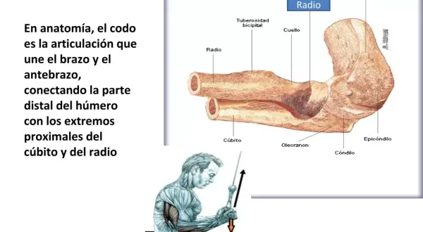 Ilustración de la anatomía del codo, mostrando húmero, cúbito y radio. El codo es una palanca de primer género.