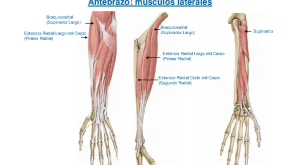 Anatomía del antebrazo: el músculo supinador largo y otros extensores radiales.