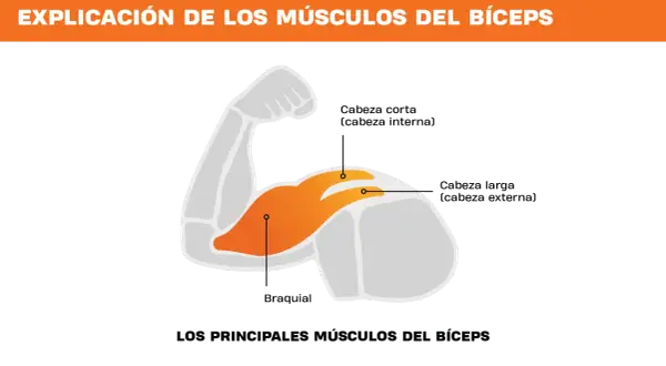 El bíceps tiene tres partes: cabeza corta, cabeza larga y braquial.