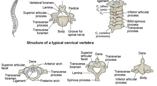 Ilustración de la columna vertebral y vértebras cervicales. Muestra la estructura de una vértebra típica, el atlas y el axis, detallando sus partes. ¿Cuántas vértebras tenemos?