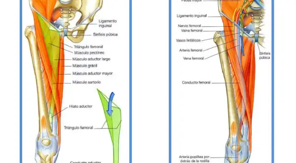 Anatomía de la ingle y el muslo, mostrando el triángulo femoral y el conducto aductor. La arteria poplítea se ubica detrás de la rodilla, en el hueco poplíteo.