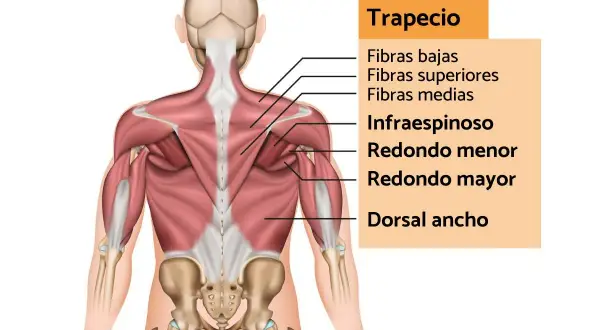 Anatomía del trapecio y músculos de la espalda. Ideal para entender el estiramiento trapecio y mejorar la postura.