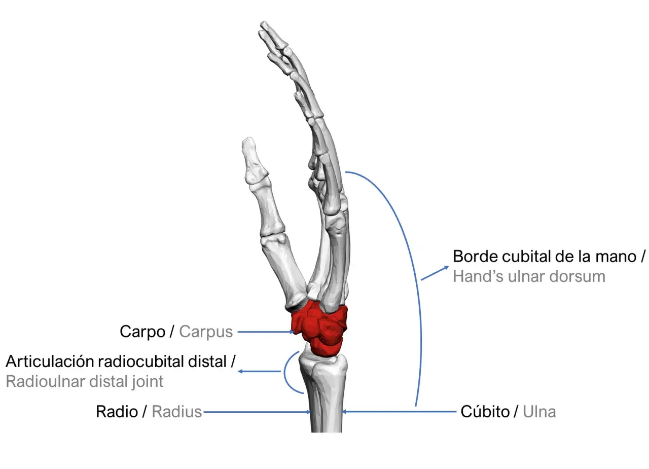 Anatomía de la mano, destacando la articulación radiocubital distal, el carpo, el radio y el cúbito.