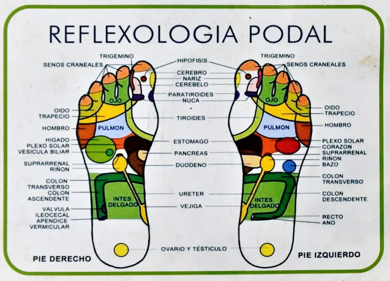 Mapa de reflexología podal con zonas de puntos presión pies. Muestra la correspondencia de partes del cuerpo con áreas específicas en ambos pies.