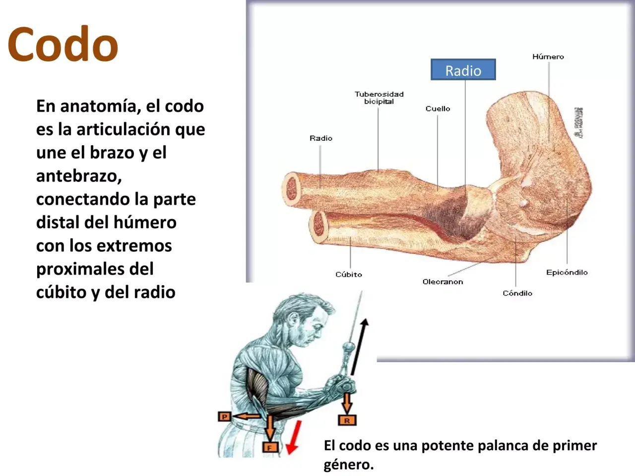 Ilustración de la anatomía del codo, mostrando húmero, cúbito y radio. El codo es una palanca de primer género.