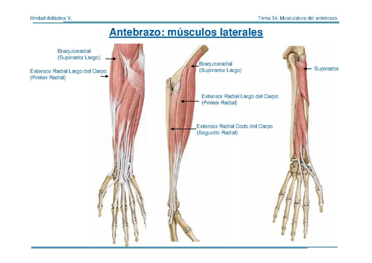 Anatomía del antebrazo: el músculo supinador largo y otros extensores radiales.