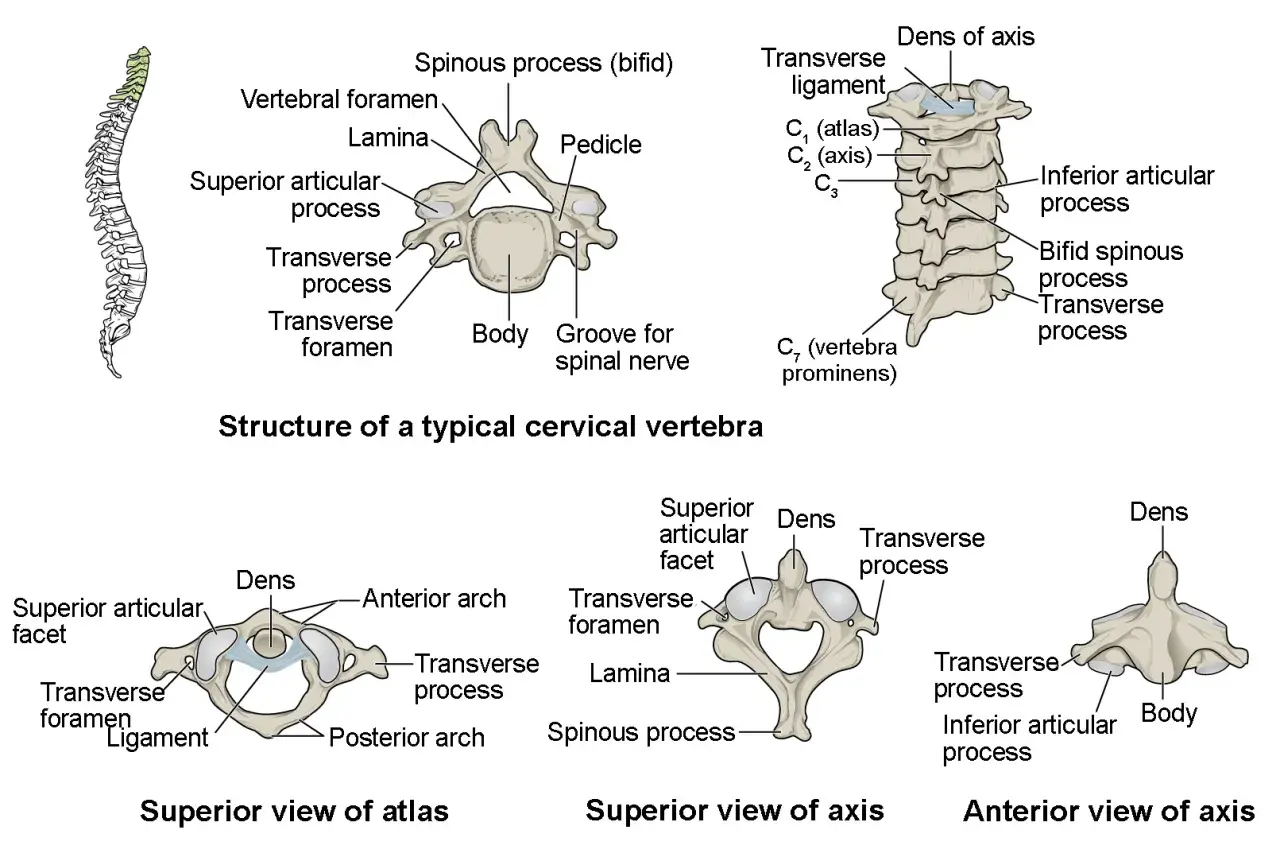 Ilustración de la columna vertebral y vértebras cervicales. Muestra la estructura de una vértebra típica, el atlas y el axis, detallando sus partes. ¿Cuántas vértebras tenemos?