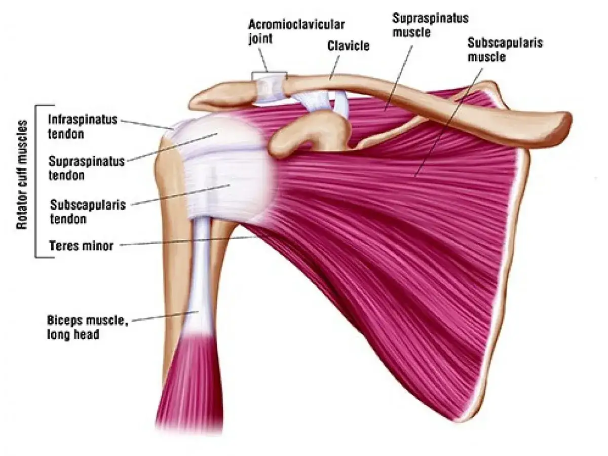 Anatomía del hombro, mostrando la articulación acromioclavicular, la clavícula y los músculos del manguito rotador, útil para entender la periartritis escapulohumeral.