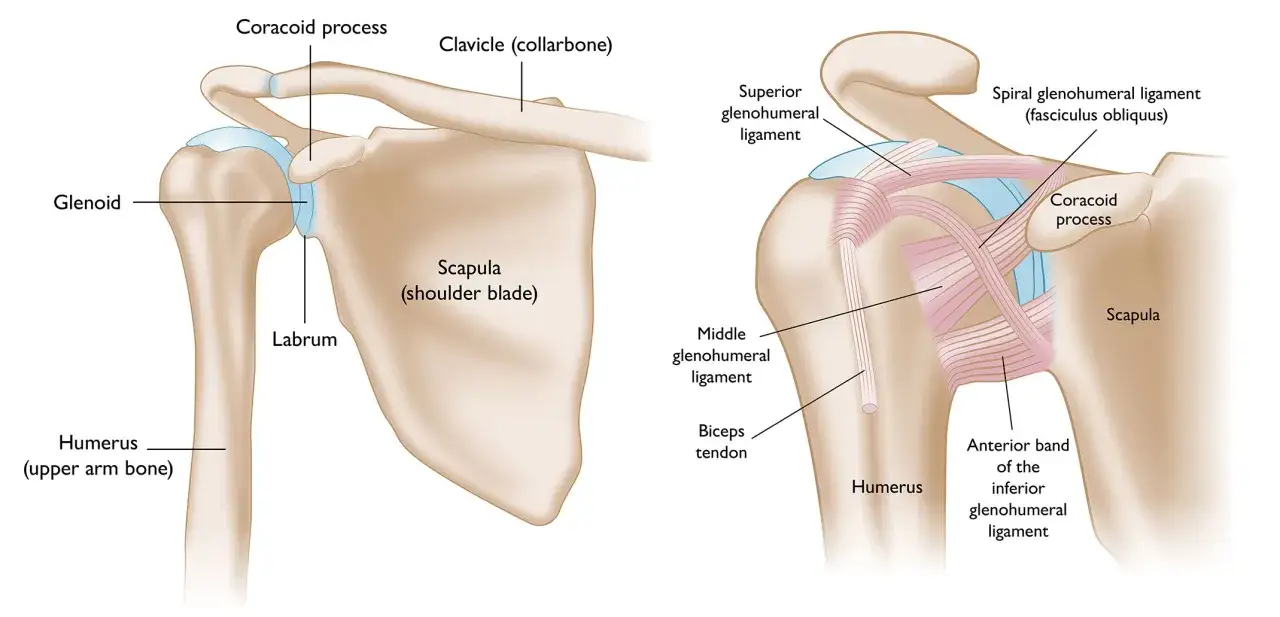 Ilustración anatómica del hombro, mostrando la articulación glenohumeral y ligamentos. Una lesión común es el hombro dislocado.