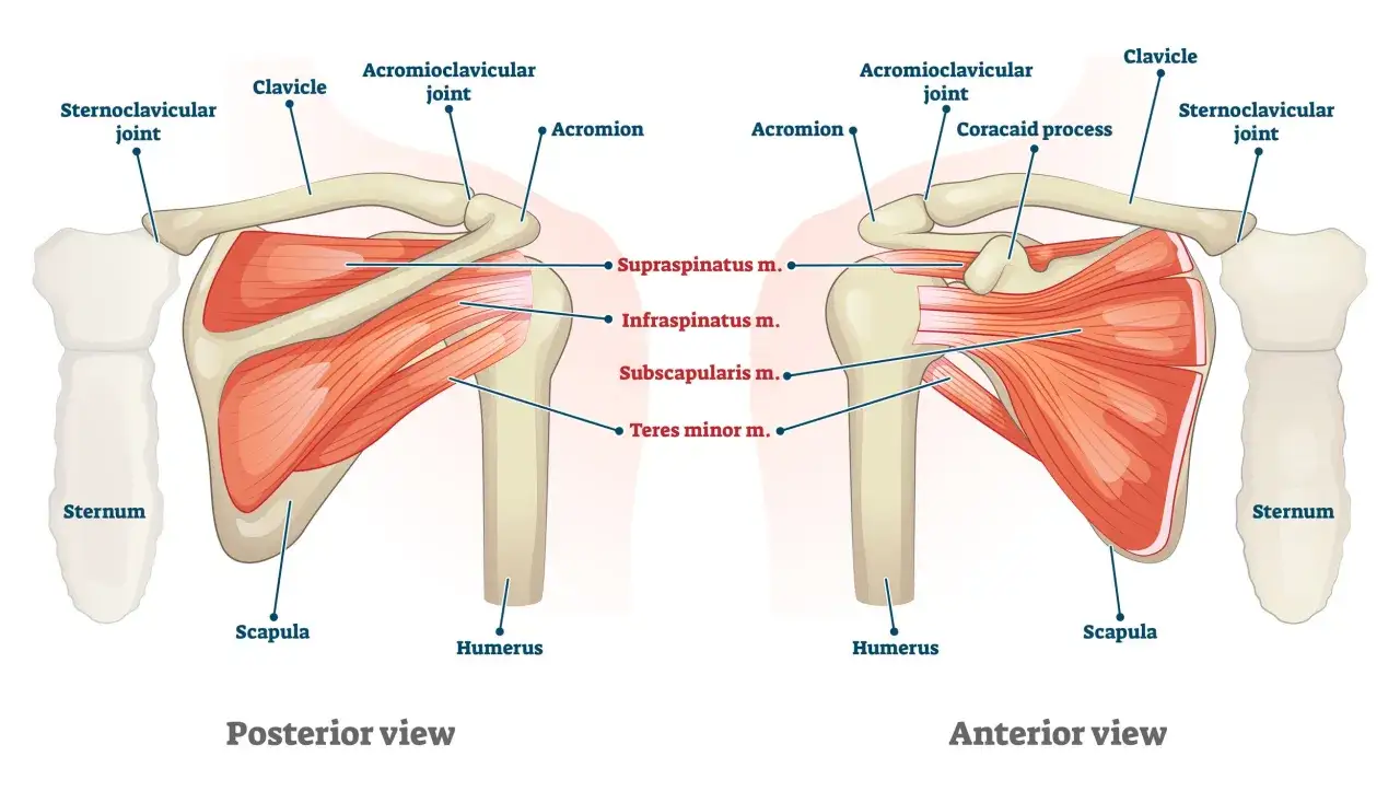 Vista posterior y anterior del hombro, mostrando músculos como el supraespinatus, clave para cuando se cura la tendinitis del supraespinoso.