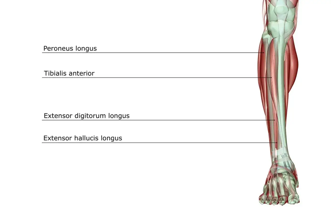 Anatomía de la pierna con el músculo peroneo lateral largo y otros músculos de la tibia y el pie.