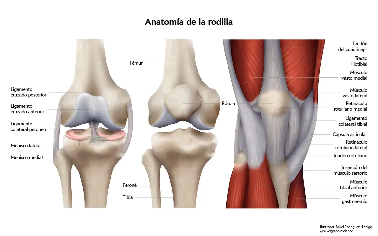 Anatomía de la rodilla: vista frontal con ligamentos y meniscos, vista anterior de la rótula y fémur, y vista lateral con músculos.