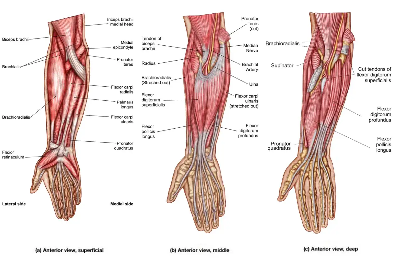 Anatom&iacute;a del antebrazo izquierdo, mostrando m&uacute;sculos y tendones. El dolor en el antebrazo izquierdo puede relacionarse con estos m&uacute;sculos.