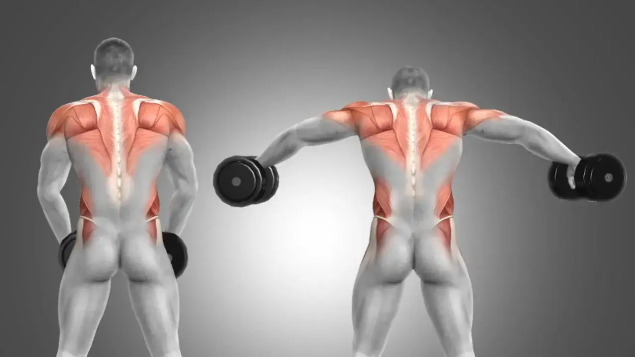 Anatomía del hombro: el deltoides posterior se activa con mancuernas, mostrando la musculatura dorsal.