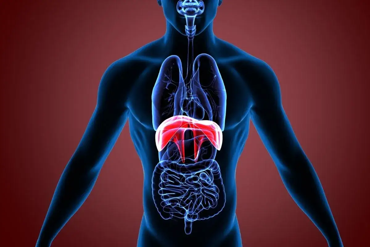 Anatomía humana con el diafragma resaltado en rojo, mostrando su función en la respiración y posible contractura diafragma.