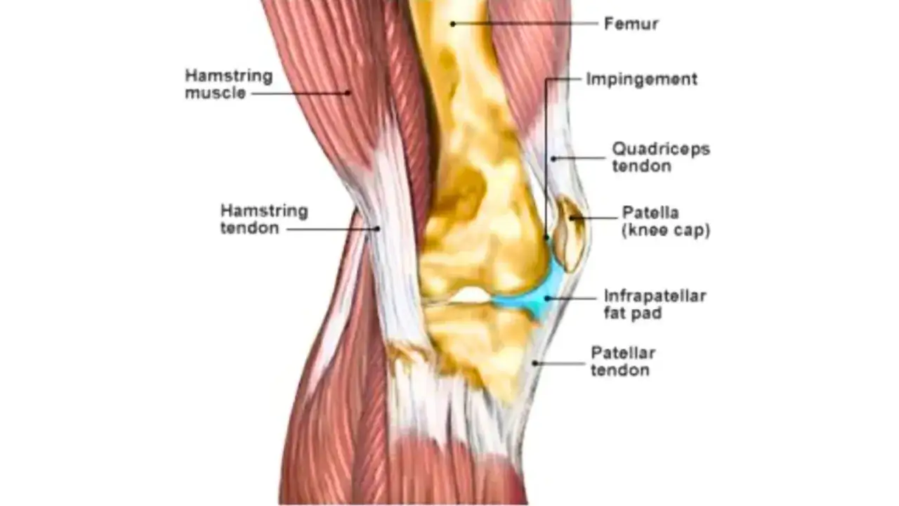 Anatom&iacute;a de la rodilla, mostrando el f&eacute;mur, r&oacute;tula, tendones y la grasa de Hoffa, esencial para la amortiguaci&oacute;n.