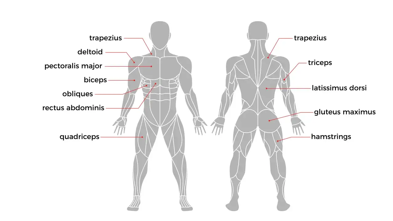 Anatomía muscular: el ejercicio de dominadas involucra trapecios, dorsales, bíceps y antebrazos.