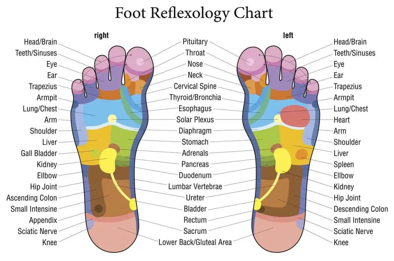 Mapa de reflexolog&iacute;a podal que muestra los puntos de presi&oacute;n en los pies, indicando qu&eacute; parte del cuerpo se relaciona con cada zona.