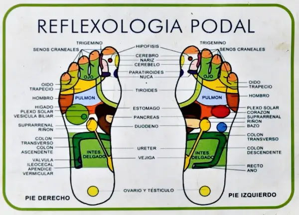 Mapa de reflexología podal con zonas de puntos presión pies. Muestra la correspondencia de partes del cuerpo con áreas específicas en ambos pies.
