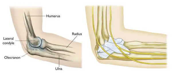 Ilustración anatómica del codo, mostrando el húmero, radio, cúbito y olecranon. La imagen de la derecha detalla nervios y ligamentos, útil para entender una fractura olecranon.