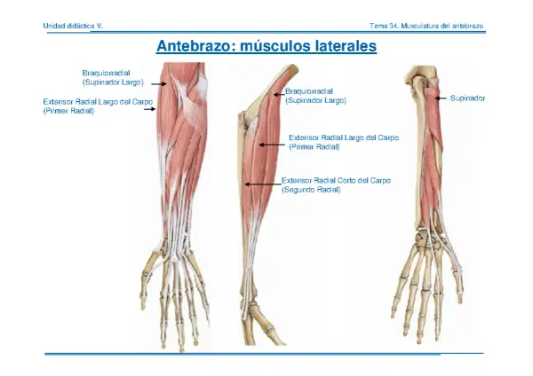 Anatomía del antebrazo: el músculo supinador largo y otros extensores radiales.