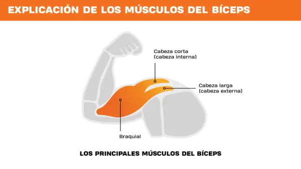 El bíceps tiene tres partes: cabeza corta, cabeza larga y braquial.