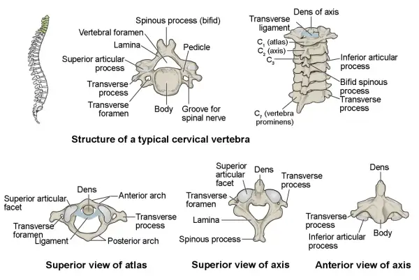 Ilustración de la columna vertebral y vértebras cervicales. Muestra la estructura de una vértebra típica, el atlas y el axis, detallando sus partes. ¿Cuántas vértebras tenemos?