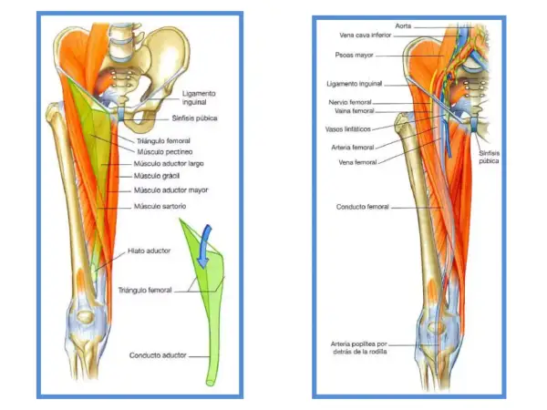 Anatomía de la ingle y el muslo, mostrando el triángulo femoral y el conducto aductor. La arteria poplítea se ubica detrás de la rodilla, en el hueco poplíteo.