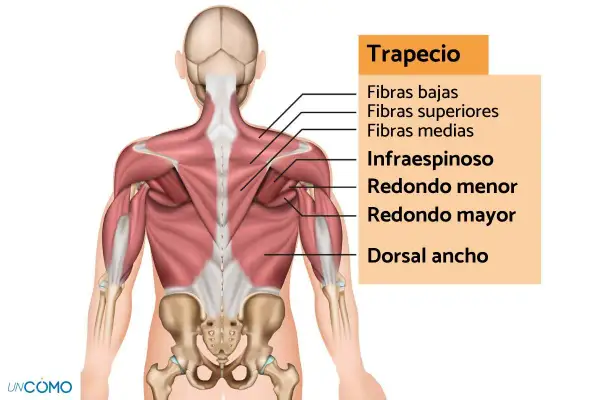 Anatomía del trapecio y músculos de la espalda. Ideal para entender el estiramiento trapecio y mejorar la postura.